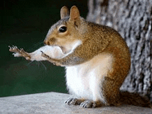 a squirrel is sitting on a rock with its paws outstretched and holding something in its mouth .