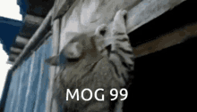 Mog99 GIF - Mog99 GIFs