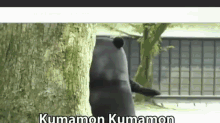Kumamon! GIF - GIFs