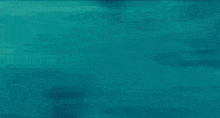 a shark is swimming in the water with a yellow object on its back