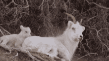 Goat Baby Goat GIF