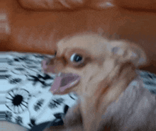 Scary Dog Chien GIF - Scary Dog Dog Chien GIFs