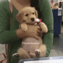 Puppy Cute GIF