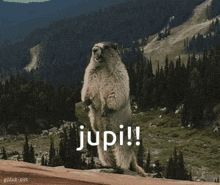 a ground squirrel standing on its hind legs with the word jupi on it
