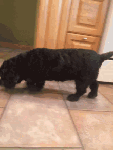 Slurpee Cute Dog GIF - Slurpee Cute Dog Black Dog GIFs