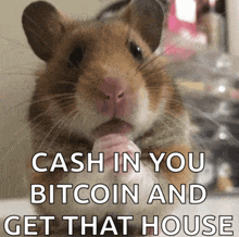 a hamster with the words cash in you bitcoin and get that house