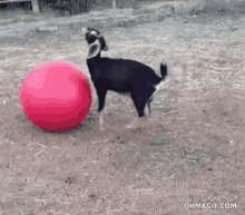 Funny Animals Goat GIF - Funny Animals Goat Redball GIFs