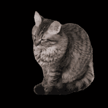 a cat is sitting on a black background and looking up