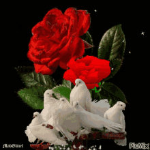 Red Roses GIF - Red Roses White GIFs