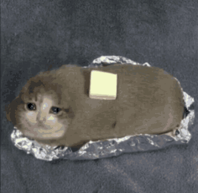 Superfette Katze GIF