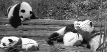 Panda Funny GIF - Panda Funny Sleep GIFs