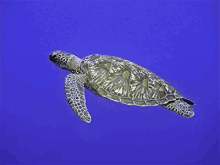 flying turtle green turtle underwater quick