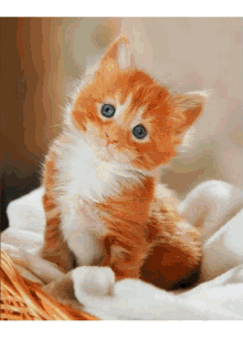 Cute Kittens Cat GIF - Cute Kittens Cat Precious GIFs