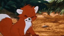 a red fox with a white beard is sitting in the dirt looking at the camera .