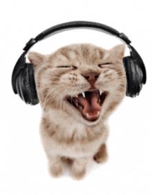 Cat Cat With Headphones GIF - Cat Cat With Headphones Vibing Cat GIFs