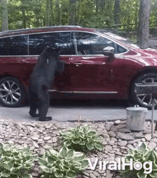Bear Trying To Open The Car Door Viralhog GIF