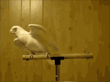 Bird Dancing GIF - Bird Dancing GIFs