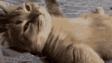 Talk To My Paws GIF - Talk To My Paws GIFs