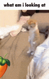 a picture of a cat standing on its hind legs with the caption " what am i looking at " above it