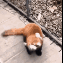 GIF
