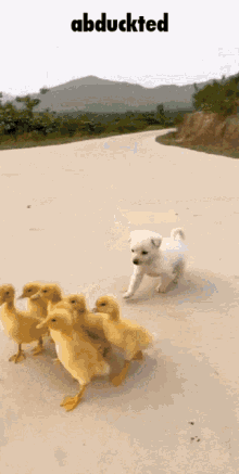 Abducted Dog GIF - Abducted Dog Duck GIFs