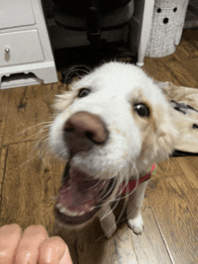 a white dog with a red collar is looking at the camera with its mouth open