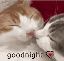 Goodnight Kiss GIF - Goodnight Kiss Cats GIFs