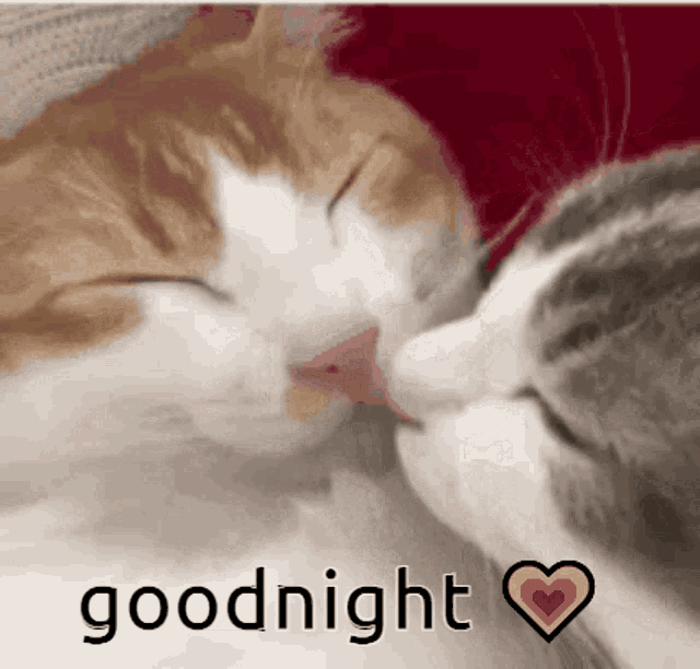 Goodnight Kiss GIF - Goodnight Kiss Cats - Discover & Share GIFs