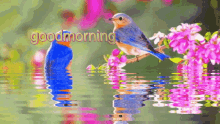 Good Morning Birds GIF - Good Morning Birds Nature GIFs