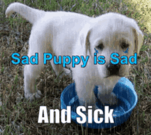 Sad Puppy Sick GIF - Sad Puppy Sick Sad GIFs
