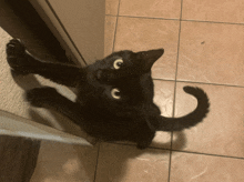 Meow Meow Kitty GIF - Meow Meow Kitty Black Cat GIFs