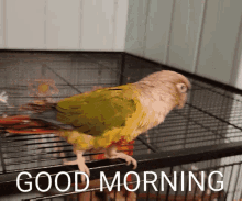 Zurithebird Parrot GIF - Zurithebird Parrot Goodmorning GIFs