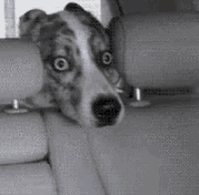 Dog Cute GIF - Dog Cute Scared GIFs