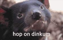 Dinkum Hop On Dinkum GIF - Dinkum Hop On Dinkum Tasmanian Devil GIFs