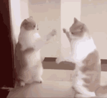 Cat Twins Cats Twins GIF - Cat Twins Cats Twins Cats Miror GIFs