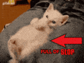 Cat Full GIF - Cat Full Slop GIFs