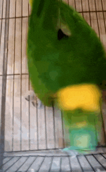 a green parrot with a yellow stripe on its tail is sitting in a cage