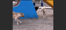 two dogs are playing in a park with a blue triangle in the background