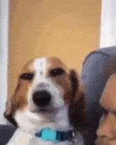 a brown and white dog with a blue collar is sitting next to a person on a couch .
