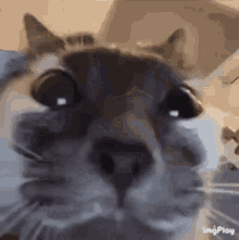 Cat Stare GIF - Cat Stare Staring Cat GIFs
