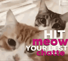 Hitmewithyourbestshot Hit Me With Your Best Show GIF - Hitmewithyourbestshot Hit Me With Your Best Show Cattunes GIFs