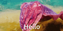 Cuttlefish Hello GIF