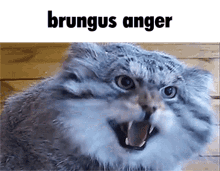 Brungus Anger GIF - Brungus Anger Humor GIFs