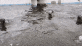 a group of seals are swimming in a pool