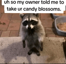 a raccoon standing on its hind legs with a caption that says uh so my owner told me to take ur candy blossom