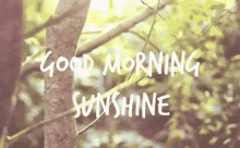 Good Morning Sunshine GIF - Good Morning Sunshine Nature GIFs