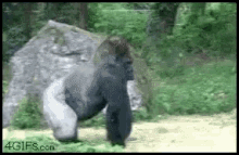 Gorilla Walk Away GIF - Gorilla Walk Away GIFs