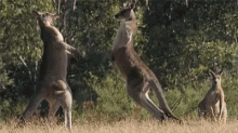 body slam kangaroo attack hit fighting