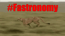 Fastronomy Cheetah GIF - Fastronomy Cheetah Run GIFs