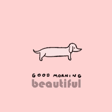 Good Morning Beautiful GIF - Good Morning Beautiful Dog GIFs